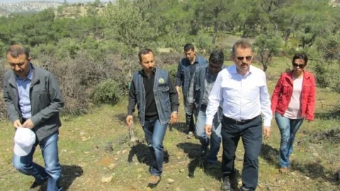 Mersin'de Yabani Zeytin Aşılamaları Devam Ediyor