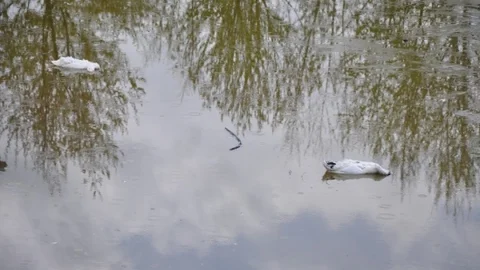 Bursa'da Ördekler Köpeklerin Kurbanı Oldu