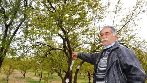 Malatya'da Kayısı Üretimi Zarar Görüyor