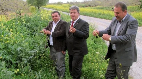 Araban'da Kenger Pancarı Zamanı