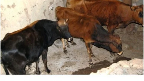 Küre'de Şap Aşısı Uygulaması Tamamlandı