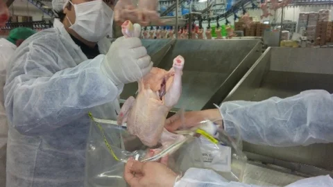 Bilecik'te Salmonella İzlemesi Yapıldı