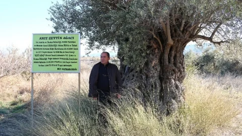 Mersin'in 1300 Yıllık Zeytin Ağacı Tehdit Altında