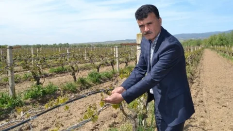 Manisa'da Zirai Don Etkisi