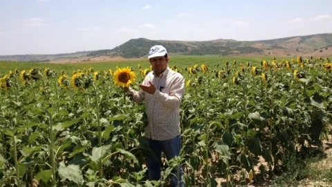 Yağlı Tohum İthalatı 4 Milyar TL'yi Aştı