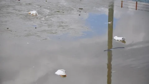 İnegöl'de Ördeklerin Telef Olması Üzerine Tepkiler