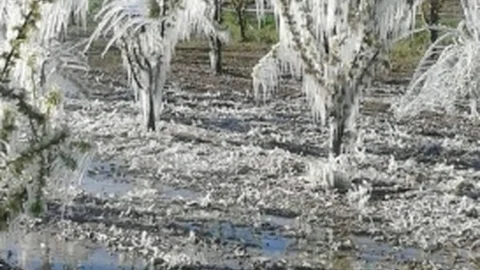 Elmalı'da Don Olumsuz Etkiledi