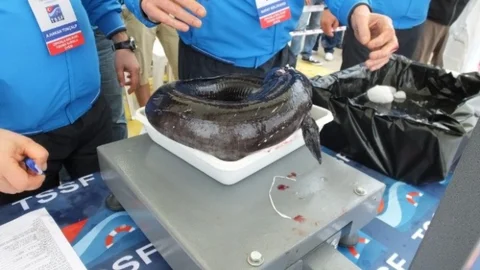 Balıkesir'de Zıpkınla Balık Avı Yarışması