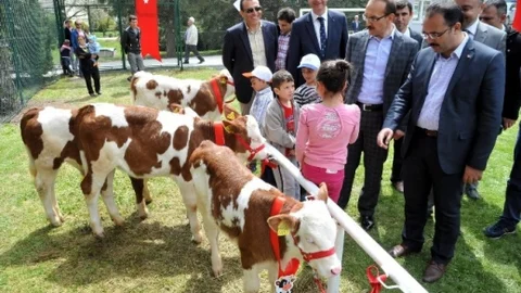 Uşak'ta Buzağı Yarışması Yapıldı