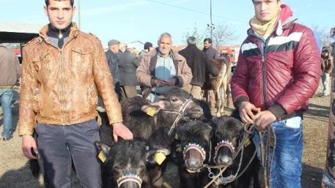 Aydın'da Mandalarda Artış Var