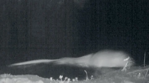 Küre Dağları'nda Su Samuru Gözlemlendi