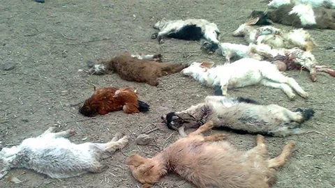 Mudanya'da Köpekler Çiftlikteki Hayvanları Parçaladı
