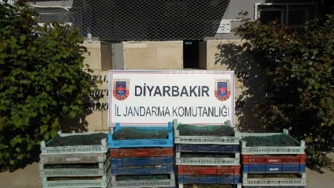 Diyarbakır'da Canlı Kurbağa Yakalandı