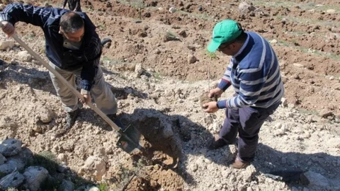 Kocasinan'da Fidan Dikimi Yapıldı