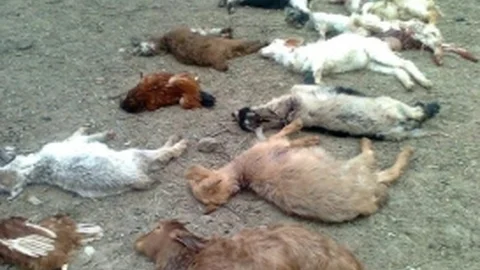 Mudanya'da Köpekler Çiftlikteki Hayvanları Saldırdı