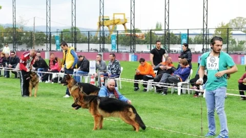 Alman Çoban Köpekleri Bursa'da Yarıştı