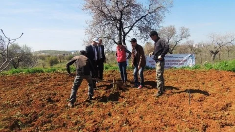 Siirt'te Çiftçilere Fıstık Desteği