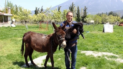 Denizli'de Eşek Çiftliği Kuruldu