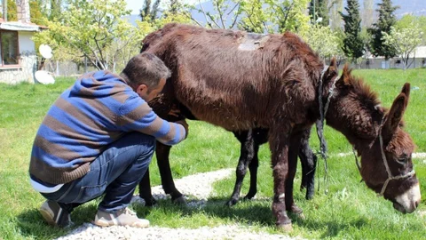 Denizli'de Eşek Çiftliği Kurdu