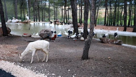 Gaziantep'te Safari Parkı Ziyaretçi Rekoru