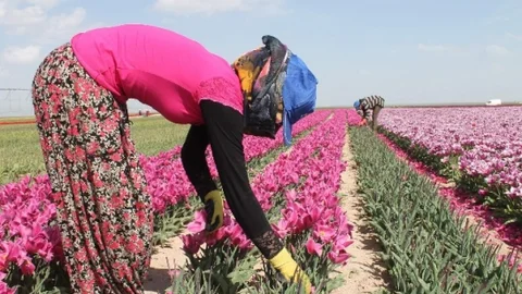 Konya'da Türkiye'nin Laleleri Yetişiyor