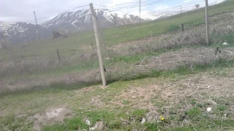 Hakkari'de Yaralanan İnek Olayı