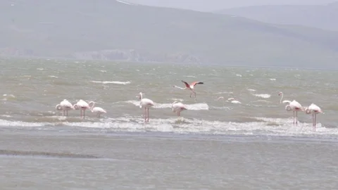 Flamingolar Van'ı Ziyaret Etti