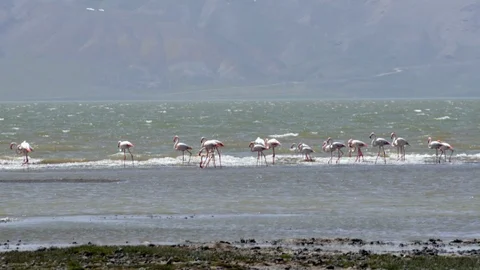 Van'da Flamingolar Görücüye Çıktı