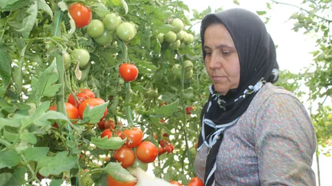Domates Fiyatları Çiftçileri Sevindiriyor