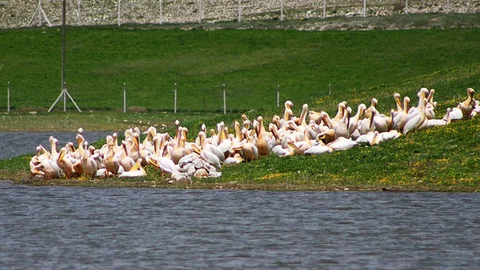 Eskişehir'de Göçmen Kuşlar Ziyaretçileri Ağırlıyor