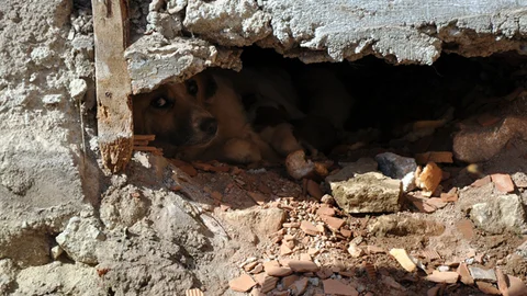 İnegöl'de Köpek Yuva Yaptı