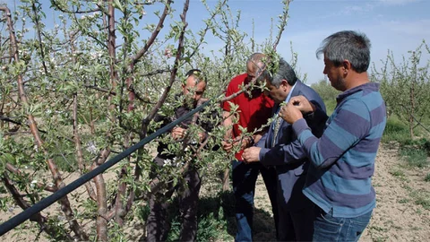 Karaman'da Elma Bahçeleri Don Nedeniylesi Zarar Gördü