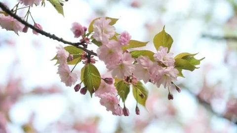 Dikmen Vadisi'nde Bahar Coşkusu
