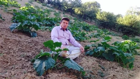 Pazarlar'da Çerezlik Kabak Üretimi Artıyor