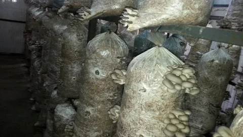 Sakarya'da Kayın Mantarı Üretimi Artıyor