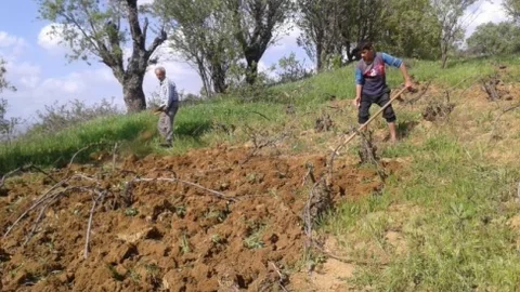 Kulp’ta Bağ Belleme Çalışmaları Başladı