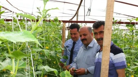 Dörtyol'da Tarım İncelemeleri