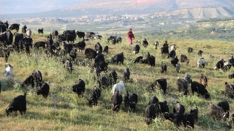 Sarıkeçili Yörüklerinin Yaz Göçü Başladı