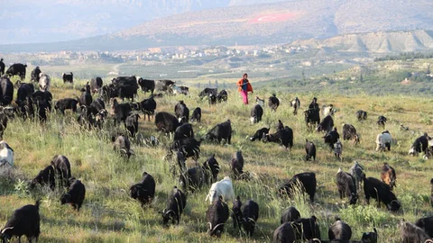 Sarıkeçili Yörükleri Yayla Göçüne Başladı