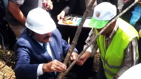 Muğla'da Zeytin Aşılama Töreni