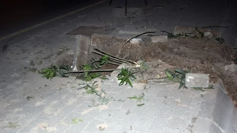 İzmir'de Yüzlerce Ağaç Kesildi