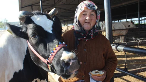 Aydın'da Süt Sağarak Geçimini Sağlıyor
