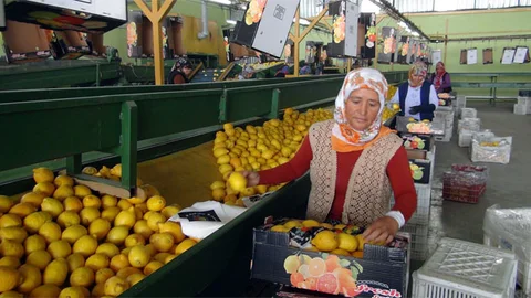 Mersin'den Irak'a Limon İhracatı Başladı