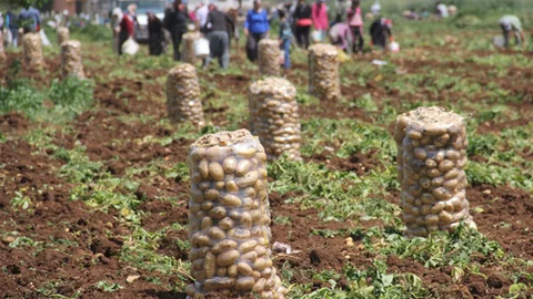Patates Tarlada Ucuz, Pazarda Pahalı