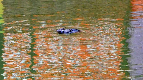 Eskişehir'de Güvercin Trajedisi
