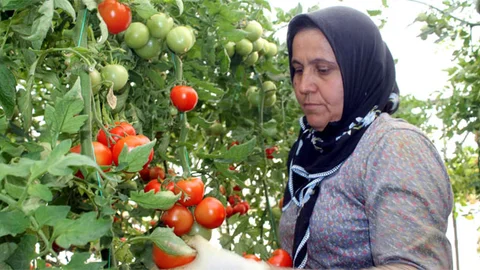 Ege'nin İhracatı Tarım İle Güçleniyor