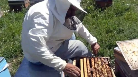 Sincik Balı Geven Çiçeğinden Elde Ediliyor