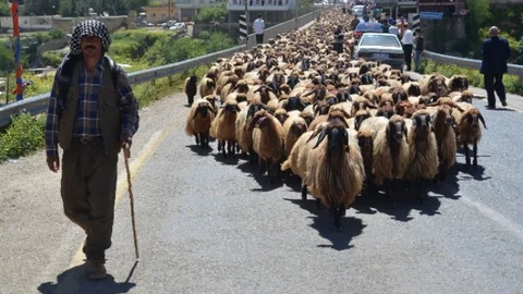 Göçerlerin Zorlu Yolculuğu Başladı
