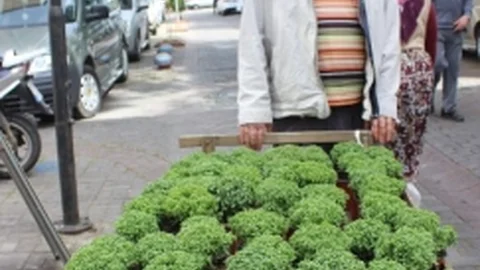 Aydın'da Fesleğen Üretimi Artıyor