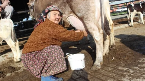 Aydın'da Süt Satışı Yapıyor